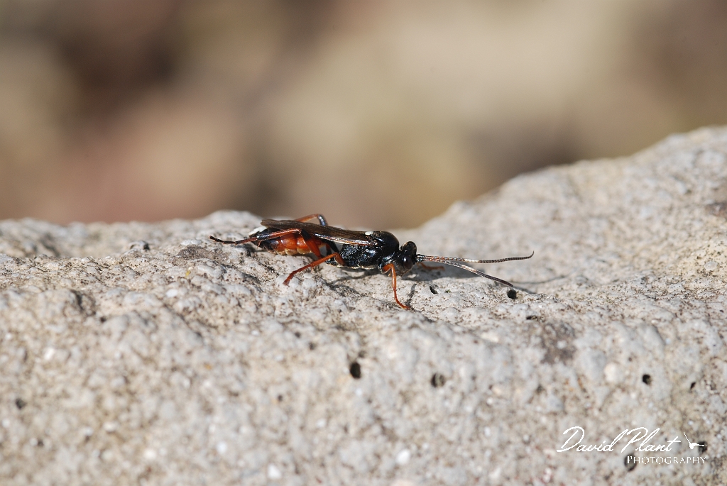 David Plant Photography - Wildlife Photographer - Ichneumon susiciosus.JPG - Ichneumon susiciosus - Cotswolds